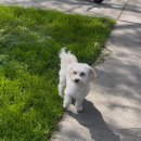 힐탑빌리지 | [미국 LA 인턴일기 5] 3,4월 일상. 할리우드 파크 등산. 인스타구매 스캠 당한썰. 롱비치 당일치기...