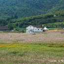 [삼척]자연과 역사가 함께하는 삼척 王 의 코스모스축제가 10월12일부터 10월21일까지 열립니다 이미지