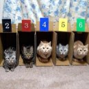 냥이 주택 이미지