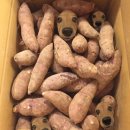 멍멍아 야옹 이미지