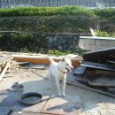 진도개패밀리 이미지