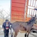 당나귀지게차