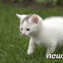 펫토피아 동물병원 이미지