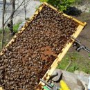 산골백두 이미지