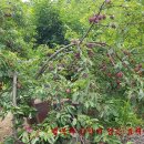 부자 농장 이미지