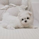 버디독 강아지분양 안심분양센터 서울 영등포점 이미지