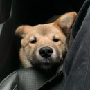 더블리스동물의료센터 | [여수 24시 더블리스 동물의료센터] 용감군, 진정한 어른이 되다