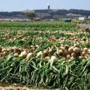 용수충혼묘지 이미지