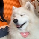 하트멍 | 천안 사모예드 카페, 하트멍 일요일 웨이팅 후기(왕크왕귀🐾)