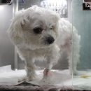 24시 웰니스 동물 의료센터 이미지