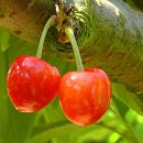 별이&체리 이미지