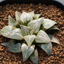 다이아나 이미지