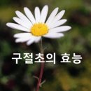 구절초의 효능과 사용법 이미지