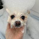 무아몽 해운대 강아지 애견미용 | 해운대 애견미용 멍멍부띠끄 강아지 스파 후기