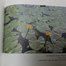 김훈의 '자전거 여행'을 읽다가 알게 된 '노랑어리연꽃" 이미지