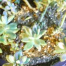 초야농장 이미지