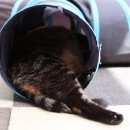 착한 고양이 이미지