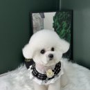 다시오개 이미지