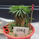 GS수퍼마켓 가정루원시티점 | [일상] 8月. 운이 좋았다