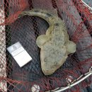 돌산해양낚시공원낚시터 이미지