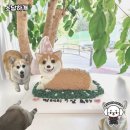 소담하개 이미지