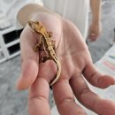 광남초등학교 | 경기도도마뱀분양 초등학생도 키우기 쉬운 크레스티드게코_ 동네사람들 파충류샵