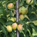 오렌지 농장 이미지