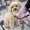 수 애견미용 이미지