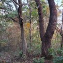 정취경로당 Daum카페