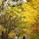 [클릭하세요] 가을이 뿌린 붉은 단풍속으로...! 치악산 구룡계곡 단풍숲길 + 풍수원성당 이미지