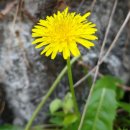 메리골드 이미지