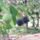 용천마을 이미지