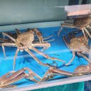 안녕후포리 이미지