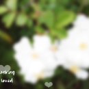 Love(존레논 커버곡)-나무쟁이:노래 ,기타(1,2),영상 이미지
