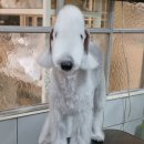 달이네애견미용실 이미지