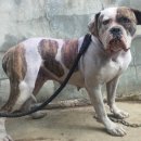 아델리오 이미지