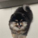 댕집사장 포메라니안 이미지
