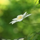 알콩이네 이미지