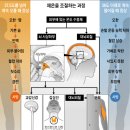 35~36도 장기화되면 면역력 떨어지고 37.5도 넘는 미열 계속되면 &#39;질병 징후&#39; 이미지