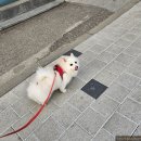 페로스터리