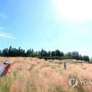핑크뮬리 이미지