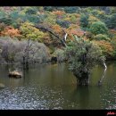 11월1일(금요무박)주왕산/주산지 단풍산행 이미지