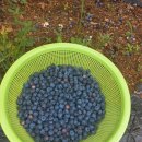 블루베리 수확하는 잣나무골 ㅎㅎ ㅎ 이미지