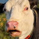 드림장묘