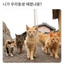 나도 고양이 생겼다 | [풍동] 일산 밤리단길 맛집 - 깡패고양이 (에그베네딕트, 에그인헬 후기) 브런치 먹으러 가세욧!!!