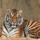 서울대공원 이미지