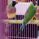 호빈조류새농장 이미지