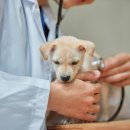 명 축산동물병원 이미지