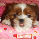 모델독 | (모델독플러스) 징글벨 입양후기 올립니다 ^^