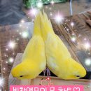리프패럿 - 수원시 권선구 덕영대로1201번길 22 | 리프패럿